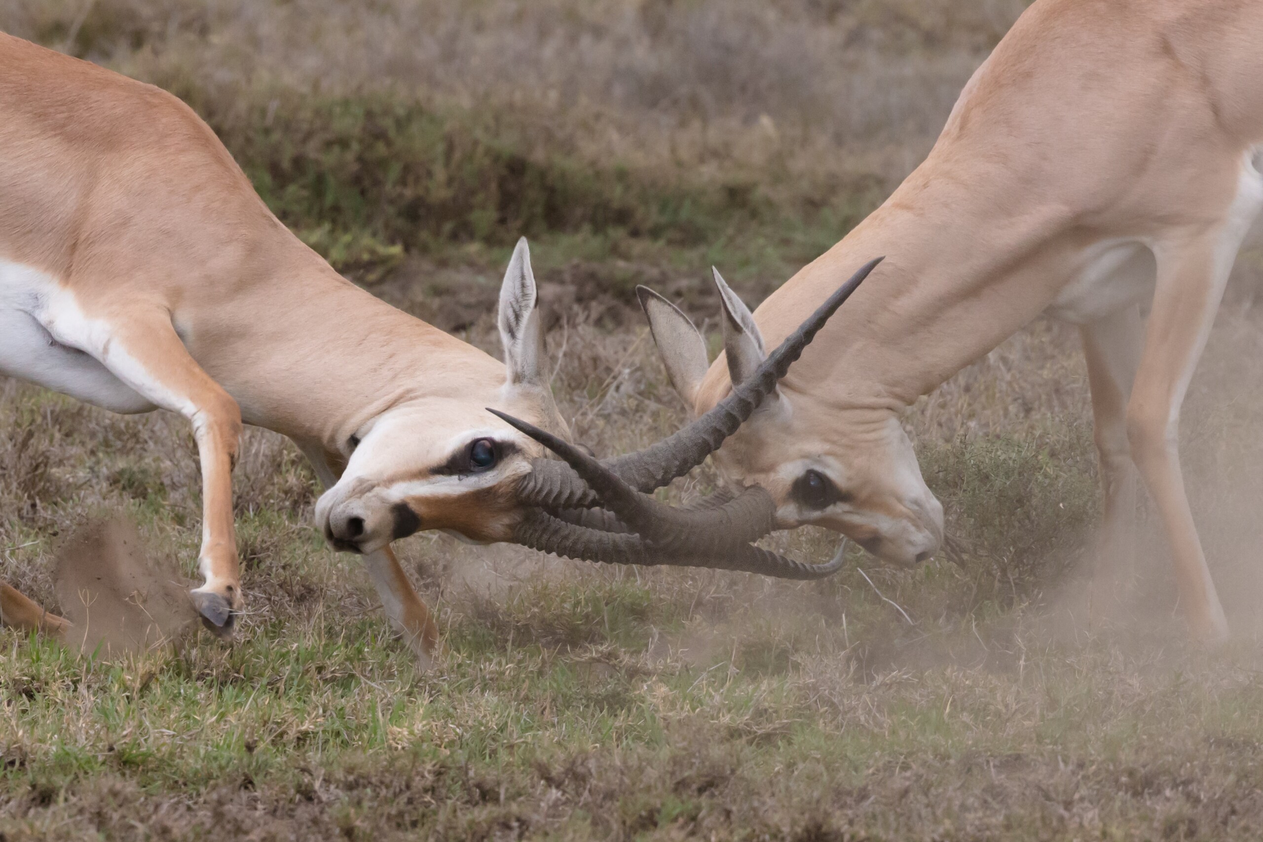 Num cenário natural de savana, dois antílopes batendo de frente, chifre com chifre, numa disputa de território.